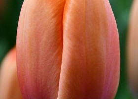 Tulipa Triple A ® (3)